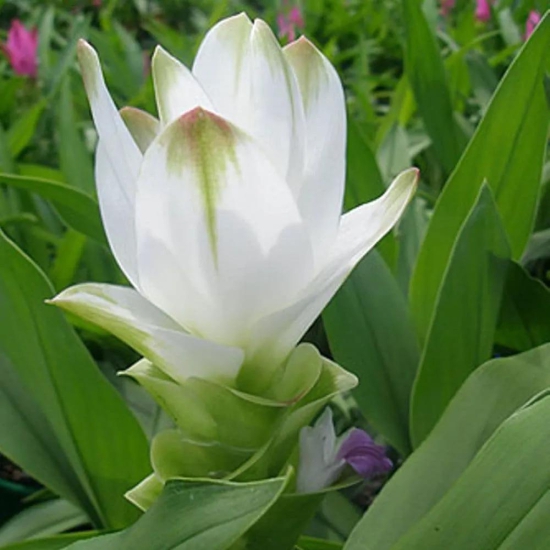 Curcuma Alismatifolia 'White' - Summer Tulip (Bulbs)-4