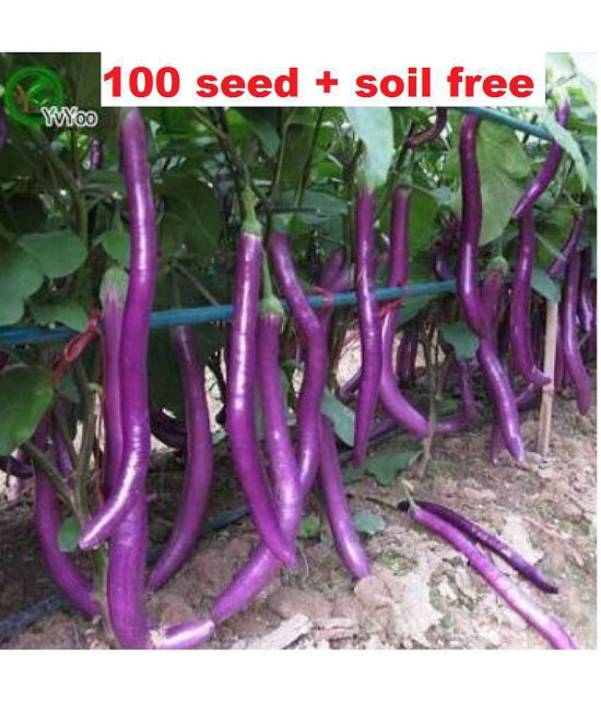 Brinjal Vegetable Seeds | Pack of 100 Seeds