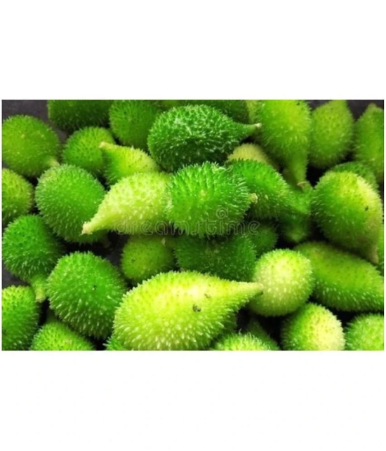 homeagro - Kantola Vegetable ( 20 Seeds )