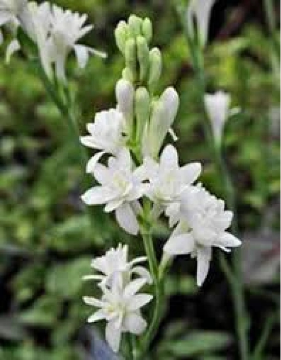 Tuberose/Mexican Tuberose-Seeds- Pack Of 10