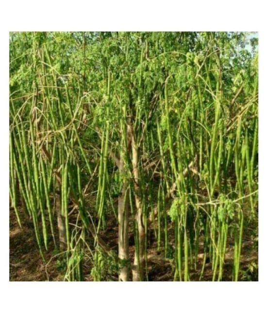 Hybrid PKM 1 Drumstick/Sajna - Moringa Oleifera Pack of 15 Seeds