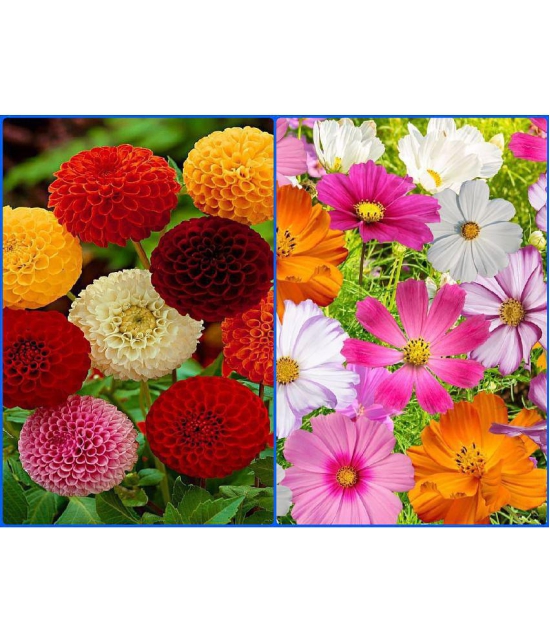 homeagro - Combo of Dahlia Mixed Flower ( 25 Seeds ) and Cosmos Mixed Seeds ( 25 Seeds)