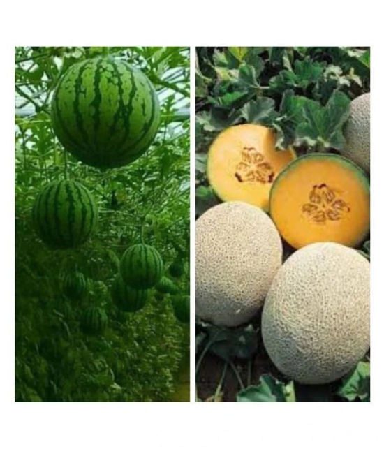 Joycity Fruit Seeds Combo- Watermelon And Musk Melon Organic Fruit Seeds (100 + Seeds)