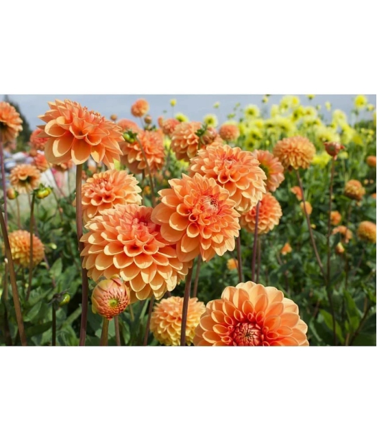 HN organic seed - Dahlia Mixed Flower ( 25 Seeds )