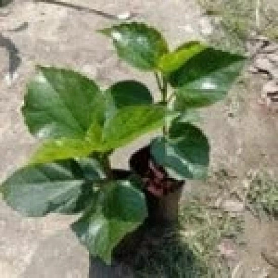 Hybrid American Hibiscus Flower Plant