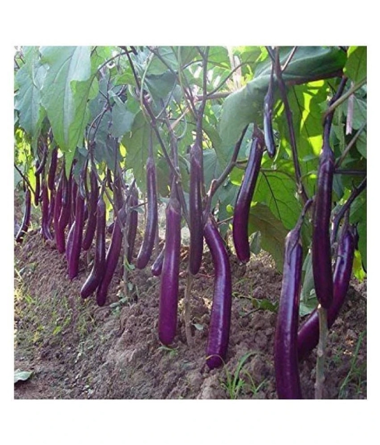 Natural garden plants Brinjal Seeds Long Hybrid F1 Variety Heirloom Vegetable - 100 Seeds-Packet