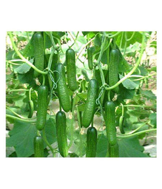 CUCUMBER KHIRA 30 SEEDS PACK AND SOWING MANUAL