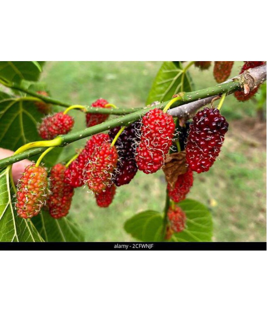 Mulberry Sahtoot 100 seeds pack with  100 gm cocopeat and user manual