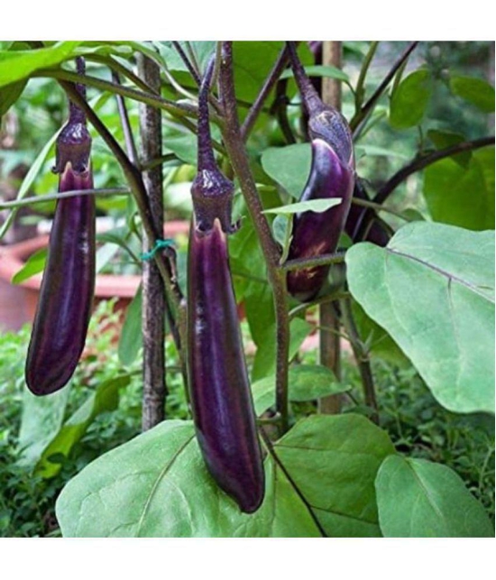 CLASSIC GREEN EARTH - Brinjal Vegetable ( 100 Seeds )