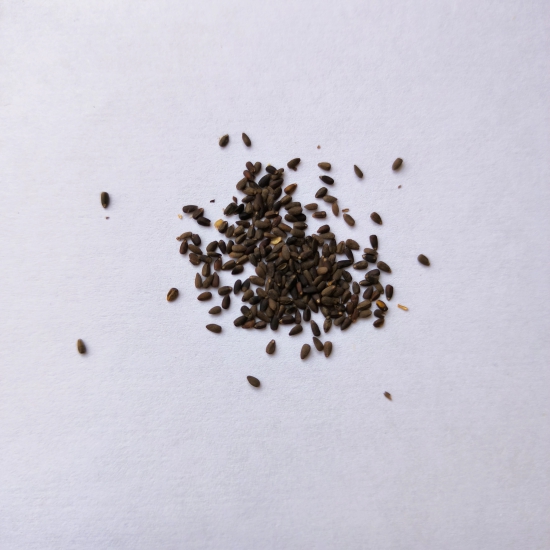 Anise Hyssop Blaubluhender Herb Seed