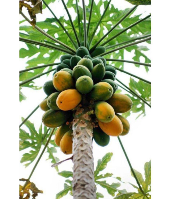 sky star agro & co. - Papaya Fruit ( 50 Seeds )