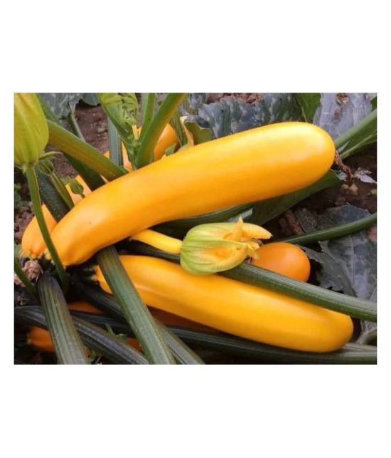 Yellow Long Zucchini Summer Squash Seeds, Courgette, Marrow, Gourd Vegetables Seeds 10