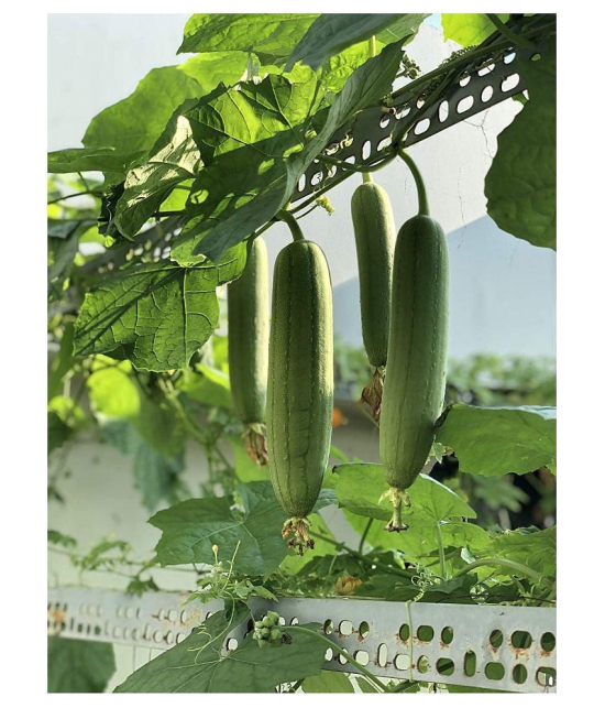 Smooth Loofah Gourd Seeds | for Growing Both Vegetable and Personal Care Sponge | Non-GMO Non-Hybrid 10+ Count