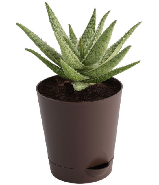 UGAOO Aloe Blizzard Succulent Live Plant with Pot