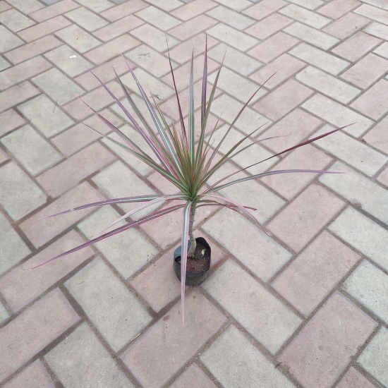 Dracaena Margriata (Kolaram ) in 4 Inch Nursery Bag