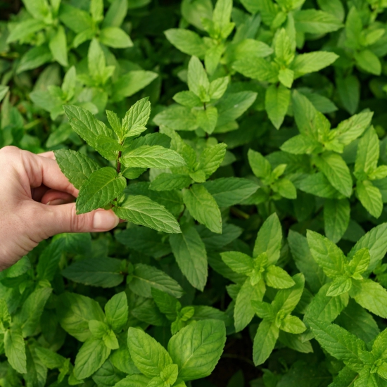 Mint Seeds and ManureKhaad-Mint Seeds and Manure/Khaad