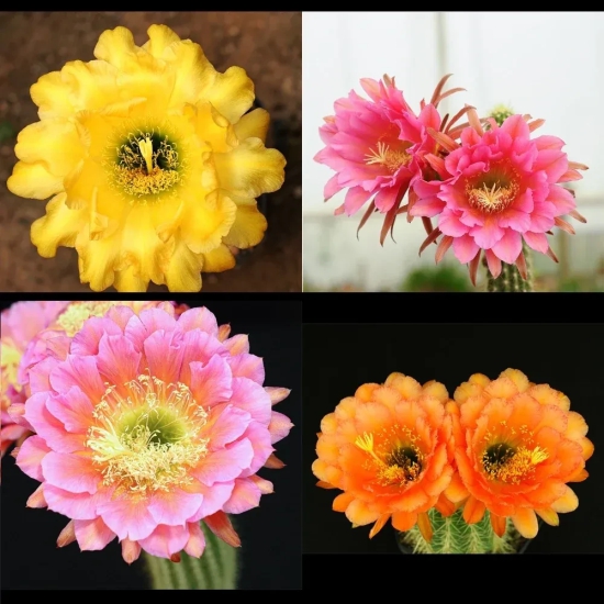 Trichocerous Hybrid Mix Color Cactus Seeds