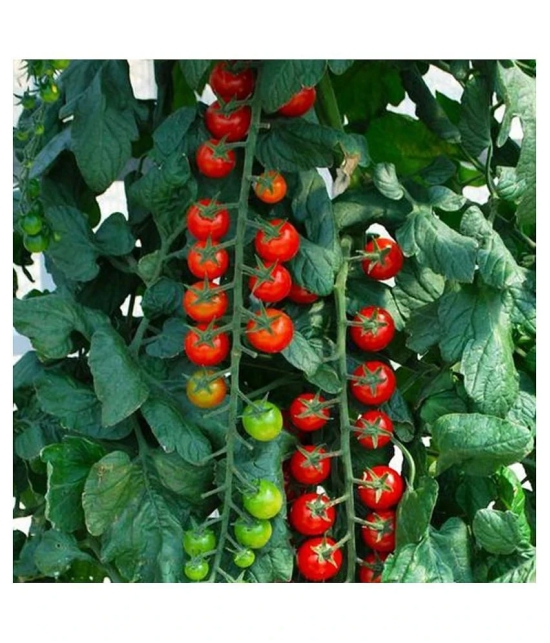 Recron Seeds Red Cherry Tomato Vegetable Seeds Pack Of 50 Seeds