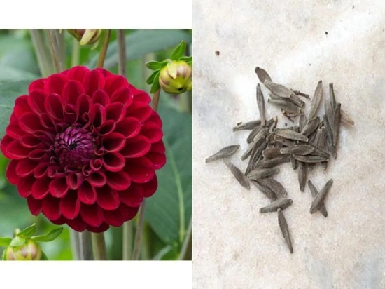 Zonato Red Dahlia Winter Flower Seed (Pack of 50)