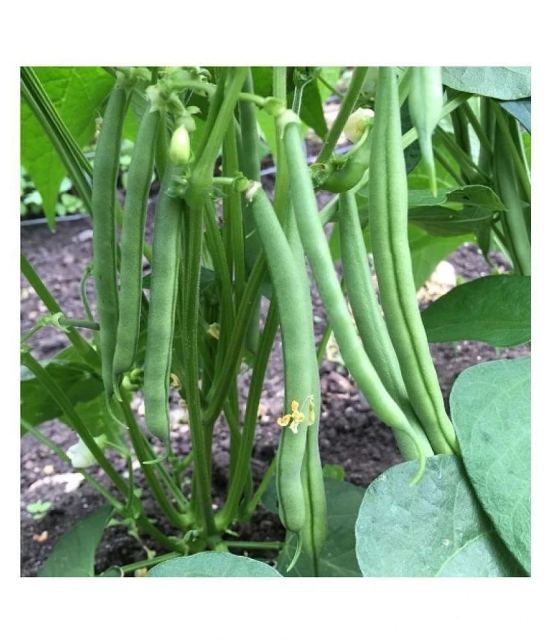 French Beans Seeds (pack of 50)