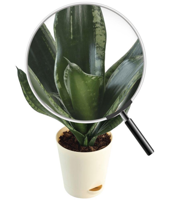 UGAOO Sansevieria Whitney - Snake Succulent Live Plant with Pot