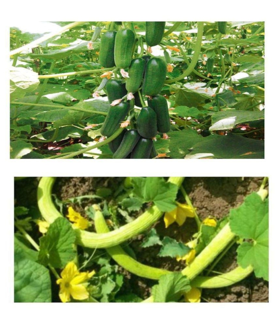 CUCUMBER KHIRA AND KAKRI 30+30 TOTAL 60 SEEDS PACK WITH MANAUL