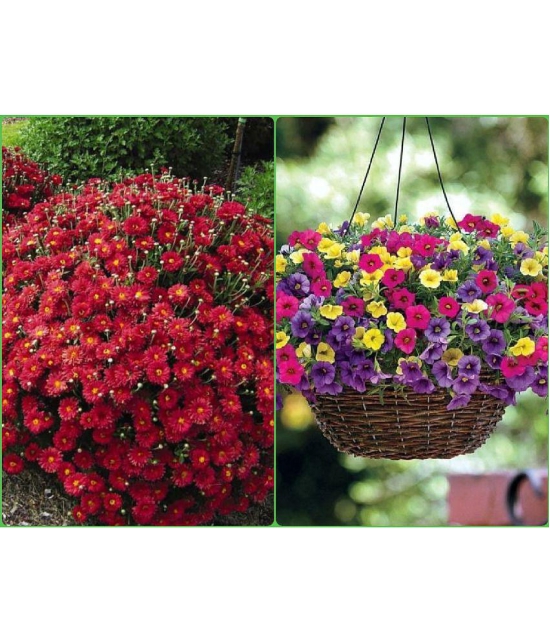 Homeagro Seeds Combo - Chrysanthemum Flower ( 50 seed ) and petunia Hybrid flower mix ( 50 seed)