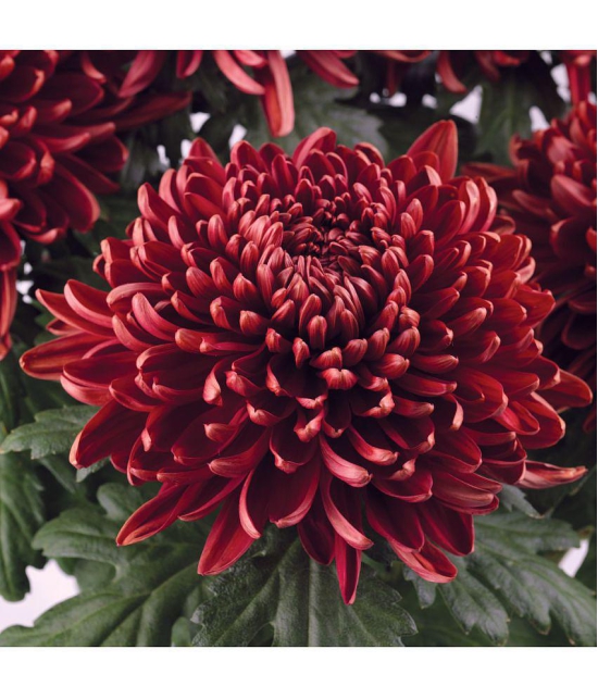 premium chrysanthemum red flower 30 seeds pack with free cocopeat and user manual