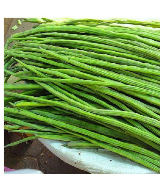 drumstick vegetable seeds 20 seeds