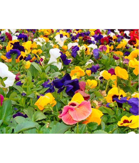 MIX COLOR PREMIUM PANSY FLOWER 50 SEEDS PACK MORE THAN 5 COLOR PLANT SEEDS WITH FREE GIFT COCO PEAT AND USER MANUAL FOR HOME GARDENING