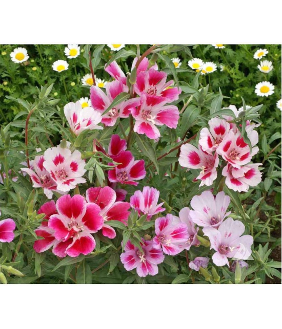 Premium mix godetia flower 30 seeds pack with free cocopeat and instruction manual for home gardening use