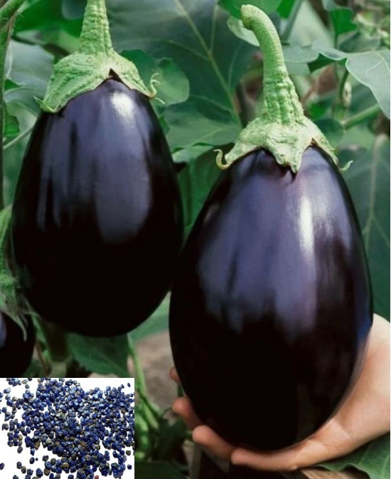 homeagro - Vegetable Seeds ( 50 )