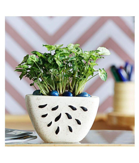 Ugaoo Watermelon Ceramic Planter - Bare White