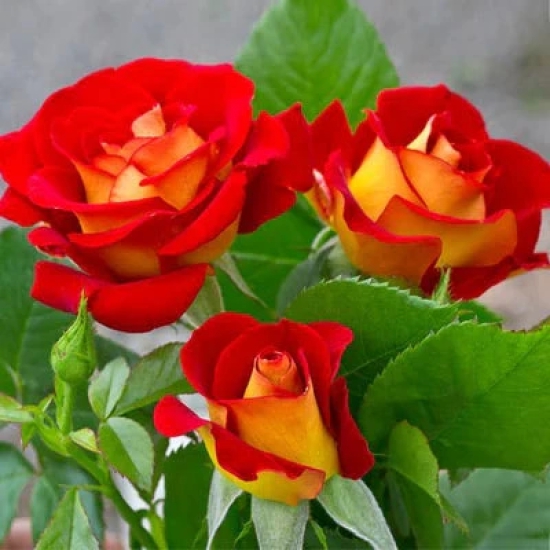 Hybrid Grafted Rose Flowering plant