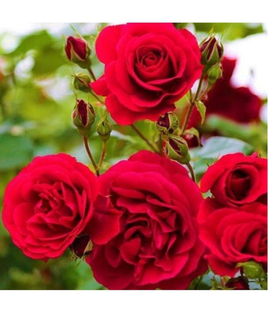 CLASSIC GREEN EARTH - Tube Rose Flower ( 25 Seeds )