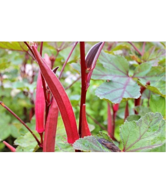 Red Okra Bhindi Hybrid (Ladys Finger) pack of 30 seeds