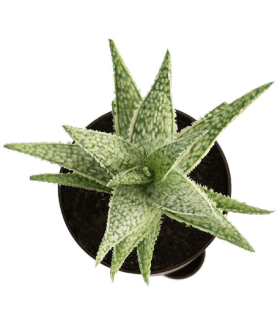 UGAOO Aloe Blizzard Succulent Live Plant with Pot