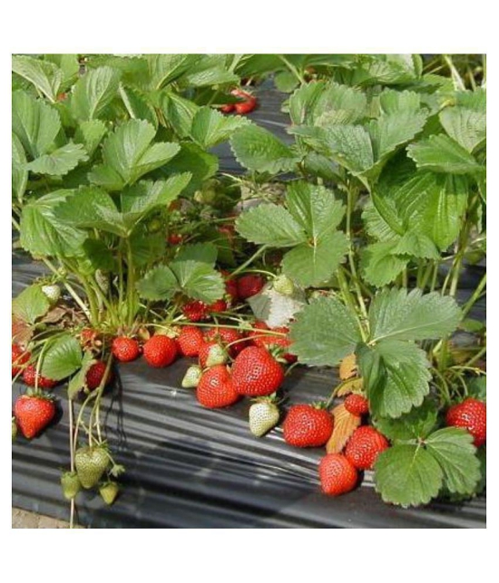 Gardens Giant Strawberry Rubygem Dense - Fruit 20 Seeds