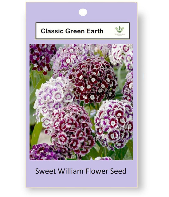 CLASSIC GREEN EARTH - Sweet William Flower ( 70 Seeds )