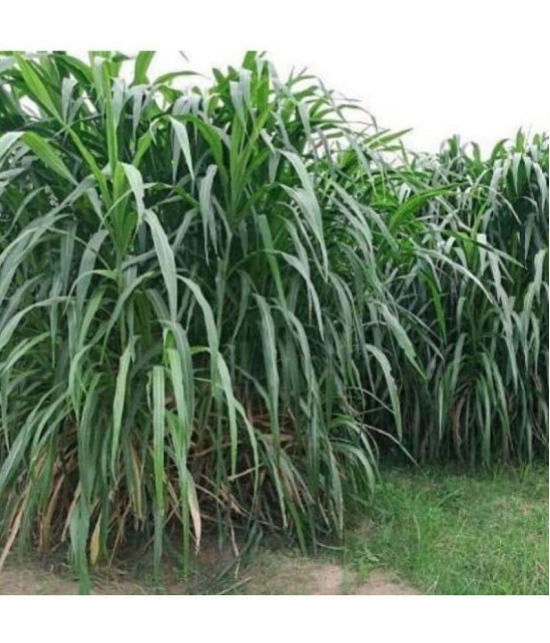 homeagro - Naiper Grass ( 500 Seeds )