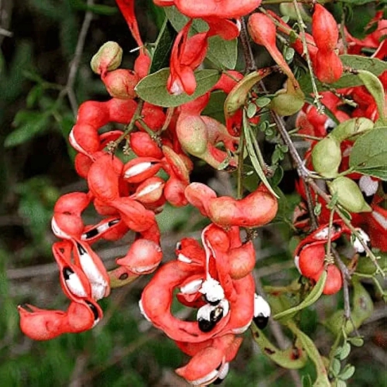 Jungle Jalebi Seeds | Fruit Seeds