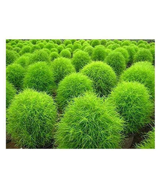 CLASSIC GREEN EARTH Kochia f1 Green Grass Ball Flower Hybrid Seeds For Home Gardening Planting with growing cocopeat | Pack of 50 Seeds