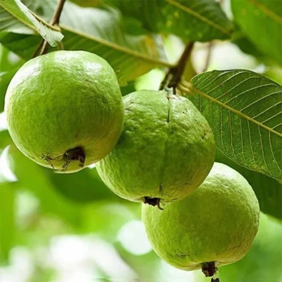 Thai Pink Guava Fruit  Plant