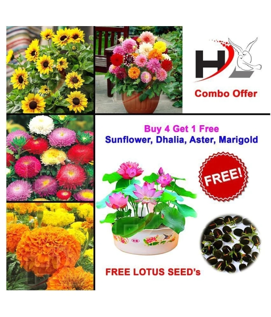 HL-COMBO-Sunflower, Dhalia, Aster, Marigold and FREE Lotus Seeds