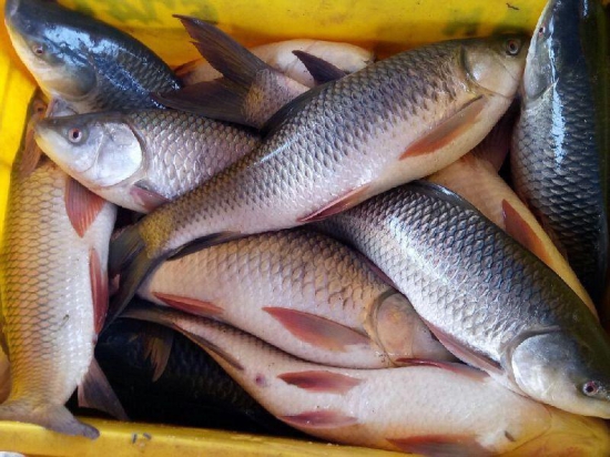 Frozen Rohu Fish