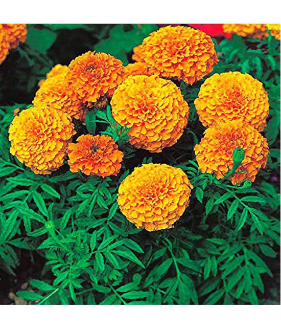 homeagro - Marigold Flower ( 50 Seeds )