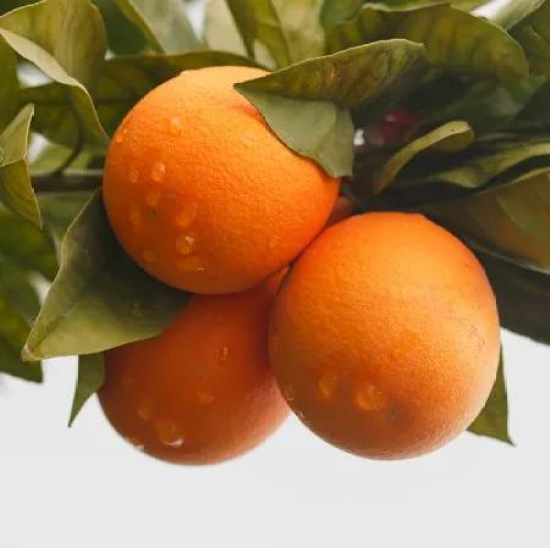 Orange / Nagpur Oranges-500g