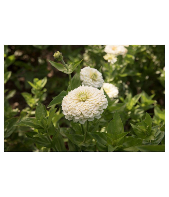 F1 Elegans  Zinnia White Flower Seeds