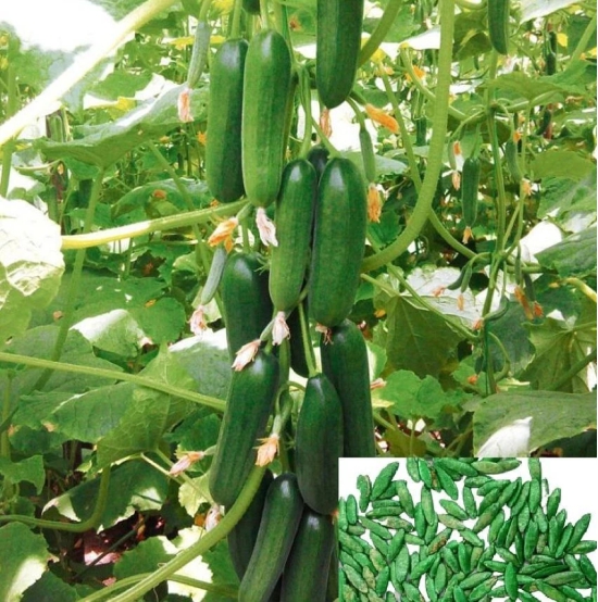 homeagro - Cucumber Vegetable ( 90 Seeds )