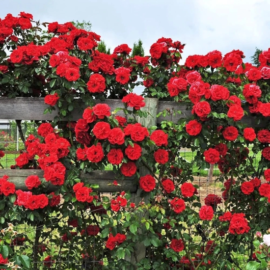 Climbing Rose Plant Red Scented